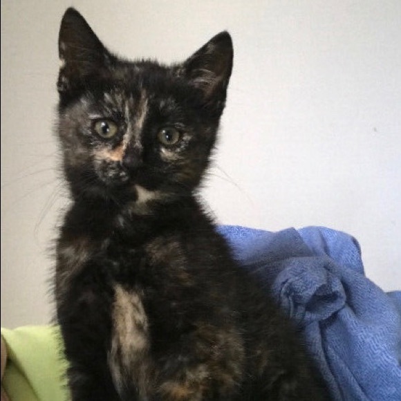 Meet your Posher, Anne - Picture 2 of 3